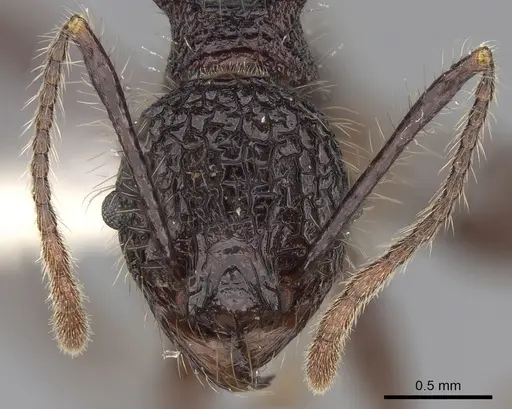 Pheidole lokitae specimen CASENT0281703 image casent0281703_2