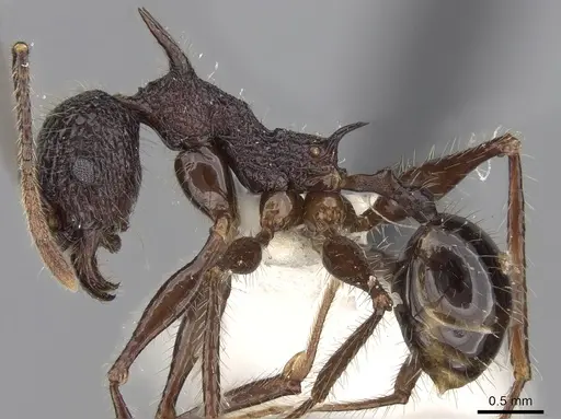 Pheidole lokitae specimen CASENT0281703 image casent0281703_3