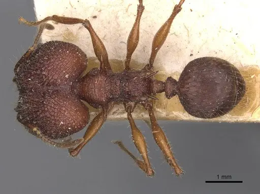 Pheidole lokitae specimen CASENT0907766 image casent0907766_1