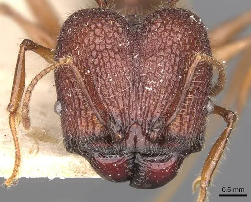 Pheidole lokitae specimen CASENT0907766 image casent0907766_2