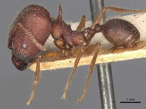 Pheidole lokitae specimen CASENT0907766 image casent0907766_3