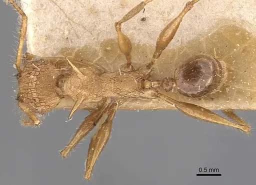 Pheidole lokitae specimen CASENT0907767 image casent0907767_1