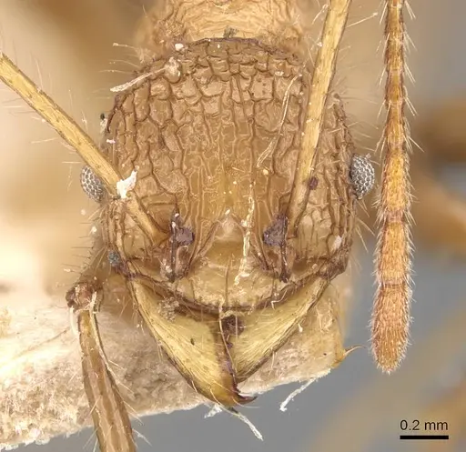 Pheidole lokitae specimen CASENT0907767 image casent0907767_2
