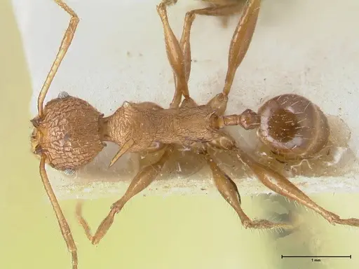 Pheidole lokitae specimen FOCOL1563 image focol1563_1