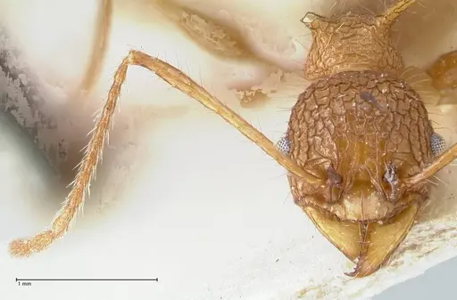 Pheidole lokitae specimen FOCOL1563 image focol1563_2