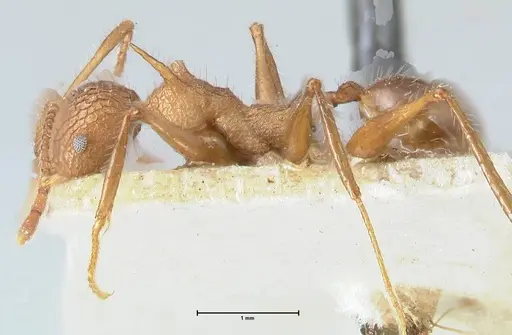 Pheidole lokitae specimen FOCOL1563 image focol1563_3