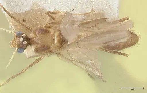 Pheidole lokitae specimen FOCOL1564 image focol1564_1