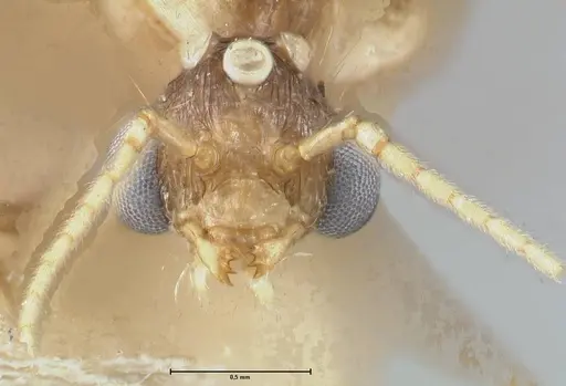 Pheidole lokitae specimen FOCOL1564 image focol1564_2