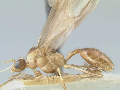 Pheidole lokitae specimen FOCOL1564 image focol1564_3