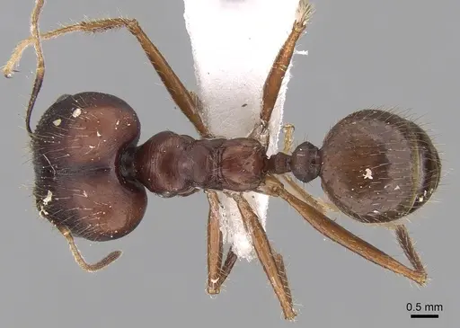 Pheidole longiceps specimen CASENT0281732 image casent0281732_1