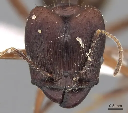 Pheidole longiceps specimen CASENT0281732 image casent0281732_2