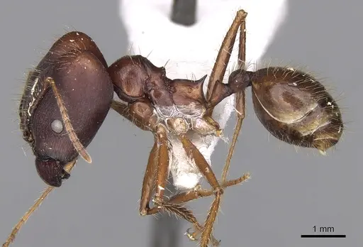 Pheidole longiceps specimen CASENT0281732 image casent0281732_3