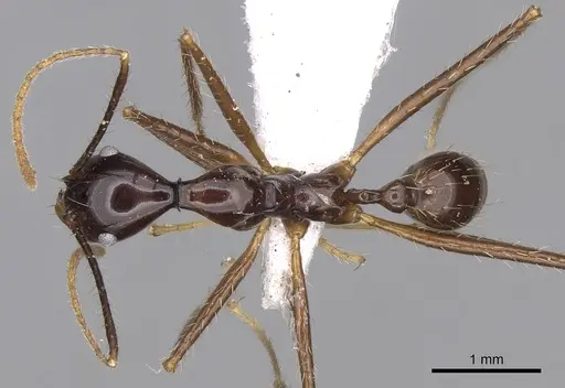Pheidole longiceps specimen CASENT0281733 image casent0281733_1