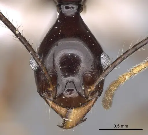 Pheidole longiceps specimen CASENT0281733 image casent0281733_2