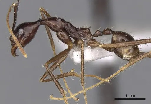 Pheidole longiceps specimen CASENT0281733 image casent0281733_3