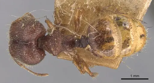 Pheidole longiceps specimen CASENT0904290 image casent0904290_1