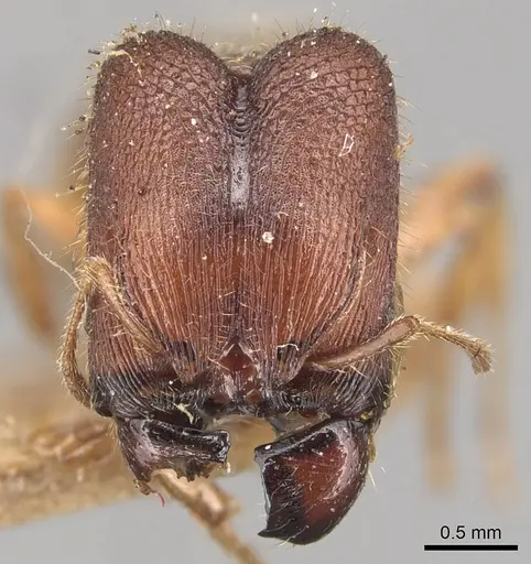 Pheidole longiceps specimen CASENT0904290 image casent0904290_2