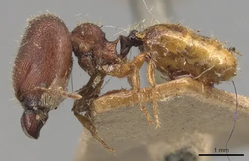 Pheidole longiceps specimen CASENT0904290 image casent0904290_3