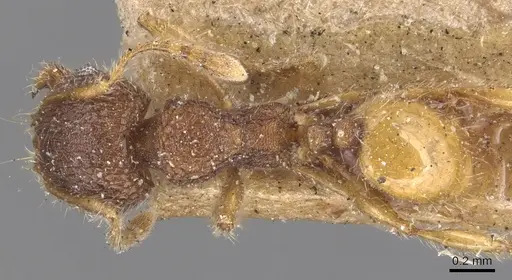 Pheidole longiceps specimen CASENT0904291 image casent0904291_1