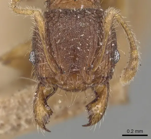 Pheidole longiceps specimen CASENT0904291 image casent0904291_2