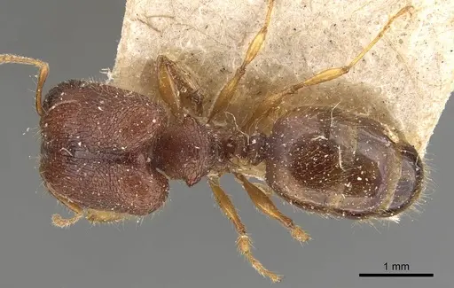 Pheidole longiceps specimen CASENT0908043 image casent0908043_1