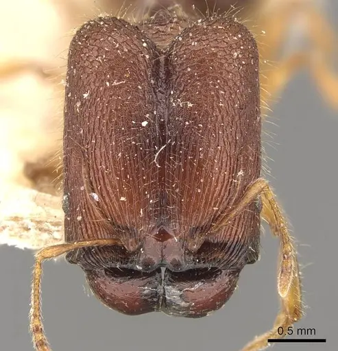 Pheidole longiceps specimen CASENT0908043 image casent0908043_2