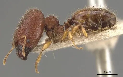 Pheidole longiceps specimen CASENT0908043 image casent0908043_3