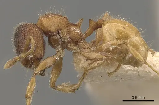Pheidole longiceps specimen CASENT0908044 image casent0908044_3