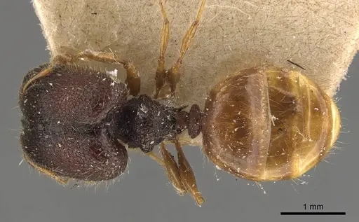 Pheidole longiceps specimen CASENT0908045 image casent0908045_1