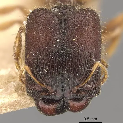 Pheidole longiceps specimen CASENT0908045 image casent0908045_2