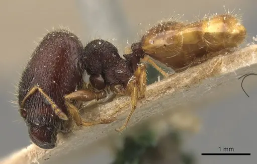 Pheidole longiceps specimen CASENT0908045 image casent0908045_3