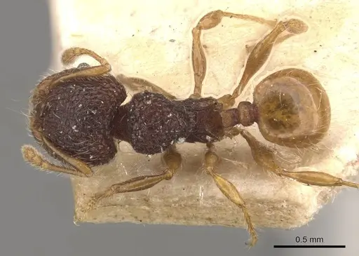 Pheidole longiceps specimen CASENT0908046 image casent0908046_1