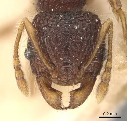 Pheidole longiceps specimen CASENT0908046 image casent0908046_2