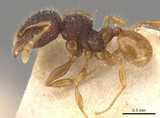 Pheidole longiceps specimen CASENT0908046 image casent0908046_3
