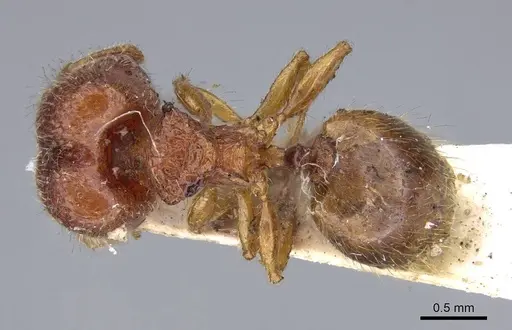 Pheidole longiceps specimen CASENT0919756 image casent0919756_1