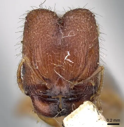 Pheidole longiceps specimen CASENT0919756 image casent0919756_2