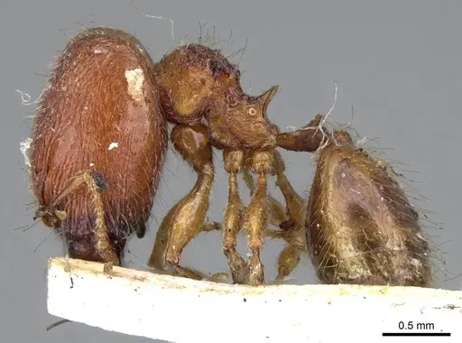 Pheidole longiceps specimen CASENT0919756 image casent0919756_3