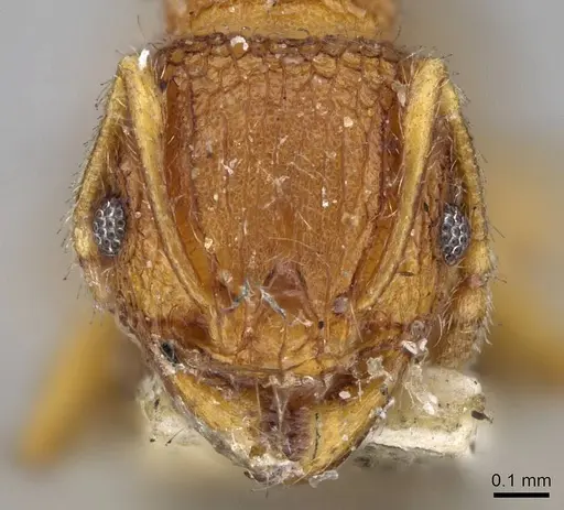 Pheidole longiceps specimen CASENT0919757 image casent0919757_1