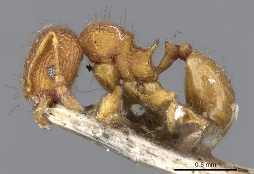 Pheidole longiceps specimen CASENT0919757 image casent0919757_2