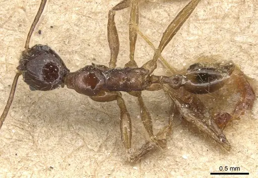 Pheidole longicornis specimen CASENT0904236 image casent0904236_1