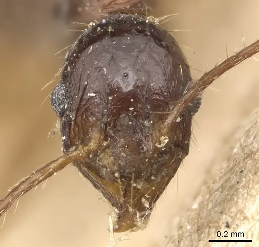 Pheidole longicornis specimen CASENT0904236 image casent0904236_2