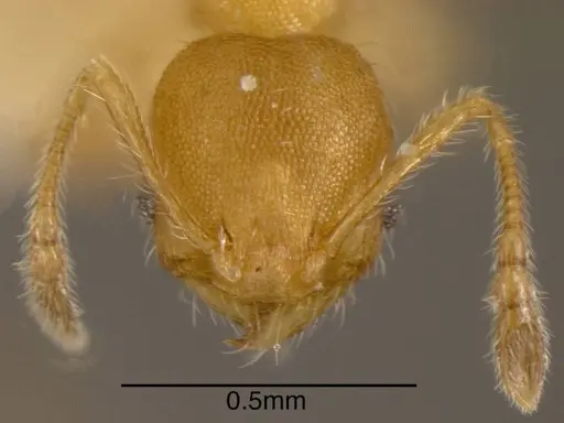 Pheidole longinoi specimen CASENT0635483 image casent0635483_1