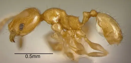 Pheidole longinoi specimen CASENT0635483 image casent0635483_2