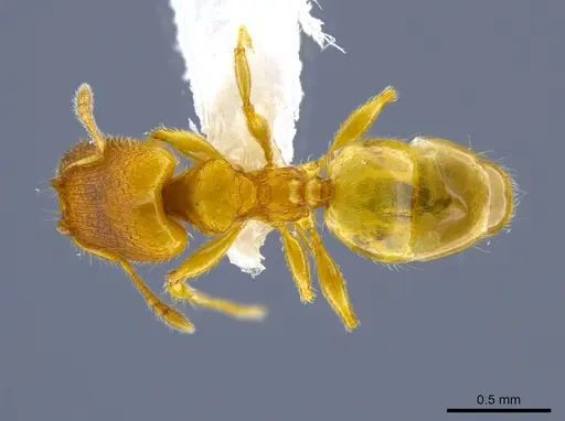 Pheidole longinoi specimen CASENT0637896 image casent0637896_1