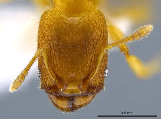 Pheidole longinoi specimen CASENT0637896 image casent0637896_2