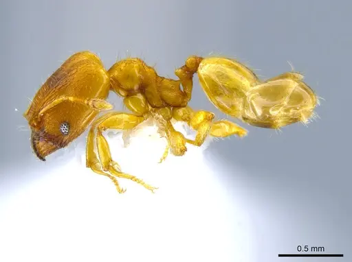 Pheidole longinoi specimen CASENT0637896 image casent0637896_3