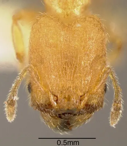 Pheidole longinoi specimen INBIOCRI001281901 image inbiocri001281901_1
