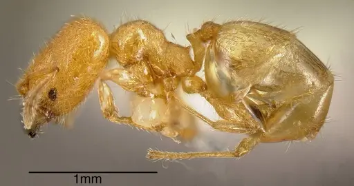 Pheidole longinoi specimen INBIOCRI001281901 image inbiocri001281901_2