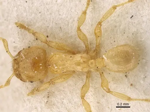 Pheidole longior specimen CASENT0922394 image casent0922394_1
