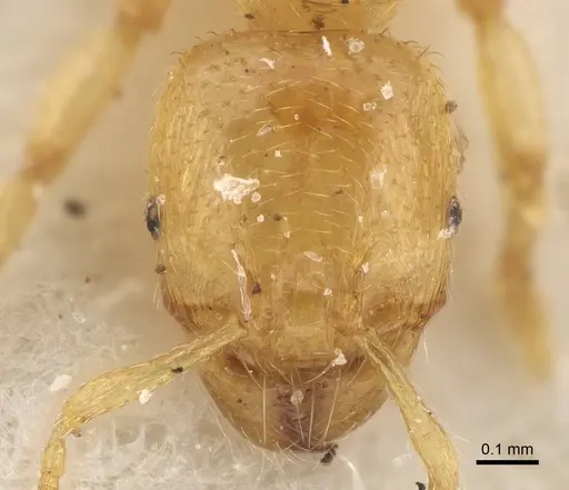 Pheidole longior specimen CASENT0922394 image casent0922394_2